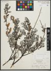 Foto von Salix repens subsp. repens L.